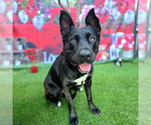 Australian Kelpie-Unknown Mix Dogs for adoption in Long Beach, CA, USA