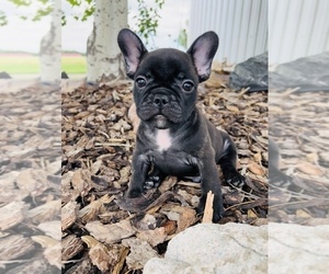 French Bulldog Puppy for sale in HUDSON, CO, USA