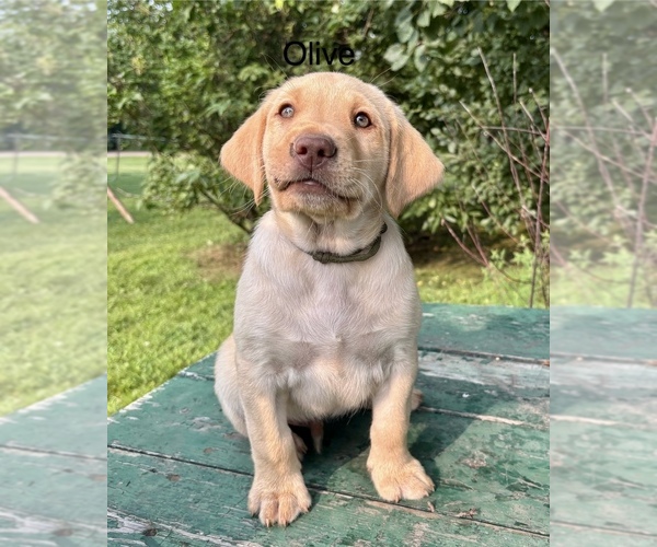 Medium Photo #22 Labrador Retriever Puppy For Sale in STANLEY, WI, USA