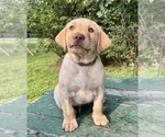 Puppy Olive Labrador Retriever