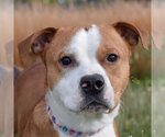 Small Photo #1 American Bulldog-American Staffordshire Terrier Mix Puppy For Sale in Huntley, IL, USA