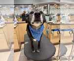 Small #1 Labrador Retriever Mix