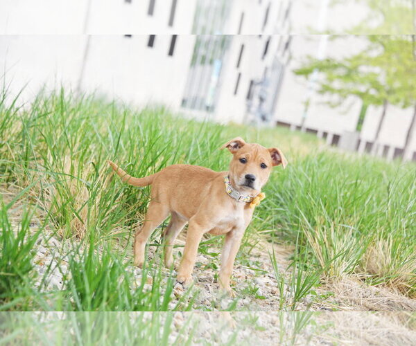 Medium Photo #3 Labrador Retriever-Unknown Mix Puppy For Sale in Sandy, UT, USA