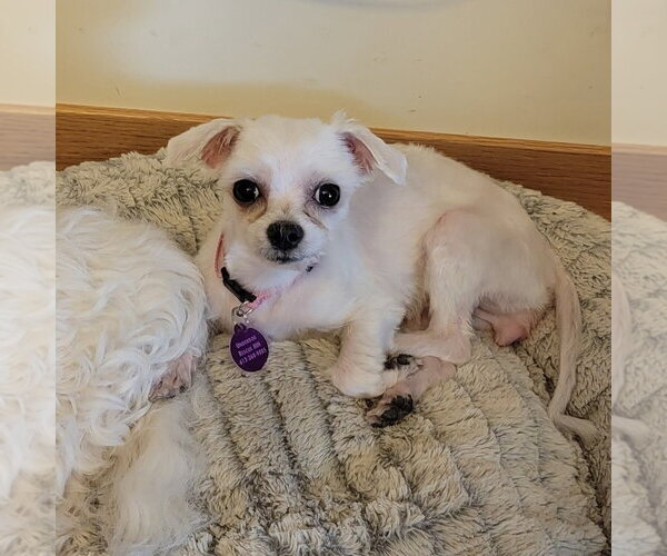 Medium Photo #1 Maltese Puppy For Sale in St. Louis Park, MN, USA