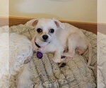 Shelby - Female Maltese Dog for Adoption - Small photo