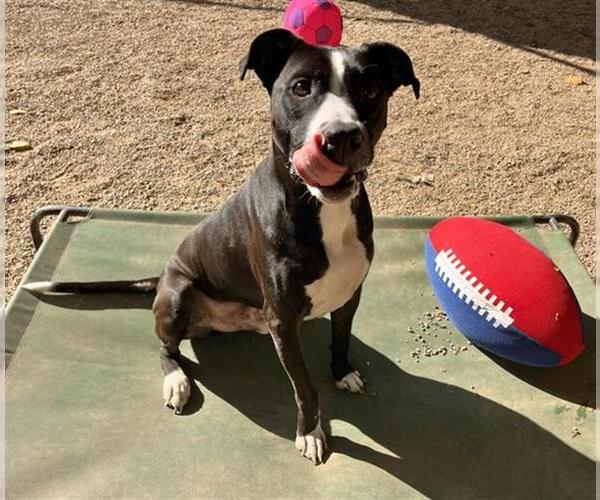 Medium Photo #2 American Pit Bull Terrier-Border Collie Mix Puppy For Sale in Peoria, IL, USA