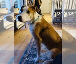 Small #5 Australian Shepherd Mix