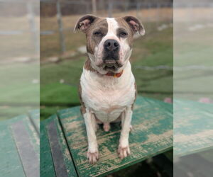 American Staffordshire Terrier-Unknown Mix Dogs for adoption in Calhoun, GA, USA