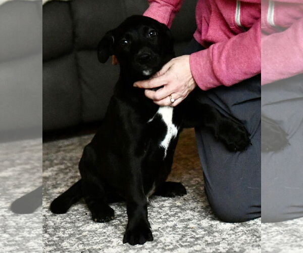 Medium Photo #3 American Bulldog-Labrador Retriever Mix Puppy For Sale in Mechanicsburg, PA, USA