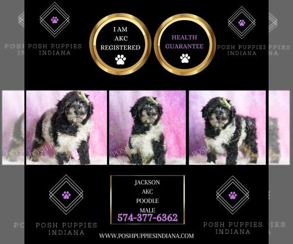 Medium Photo #2 Poodle (Toy) Puppy For Sale in WARSAW, IN, USA