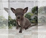 Small #2 Chihuahua