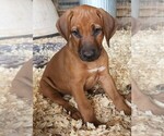 Small Photo #1 Rhodesian Ridgeback Puppy For Sale in LOCKHART, TX, USA
