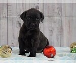 Small Photo #1 Mastiff Puppy For Sale in FREDERICKSBG, OH, USA