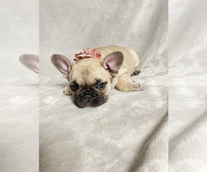 French Bulldog Puppy for sale in NAPLES, FL, USA