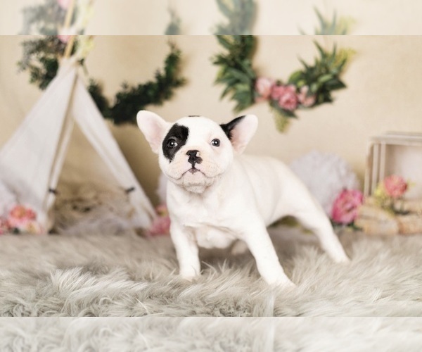 Medium Photo #11 French Bulldog Puppy For Sale in WARSAW, IN, USA