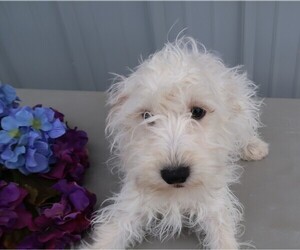 Schnoodle (Standard) Puppy for sale in JACKSON, MI, USA