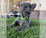 Puppy Ivy French Bulldog