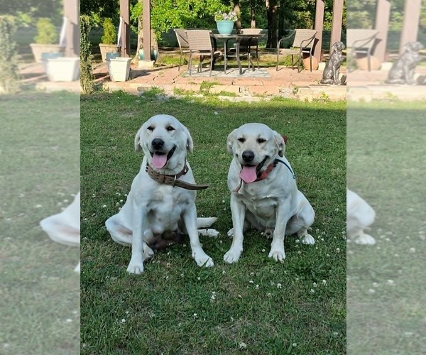 Medium Photo #1 Labrador Retriever Puppy For Sale in ANNISTON, AL, USA