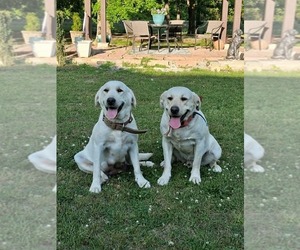 Father of the Labrador Retriever puppies born on 03/31/2026