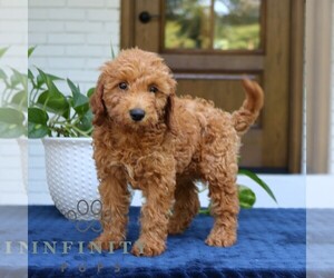 Goldendoodle (Miniature) Puppy for sale in NARVON, PA, USA