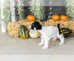 Small Photo #24 Schnauzer (Miniature) Puppy For Sale in MILLERSBURG, IN, USA