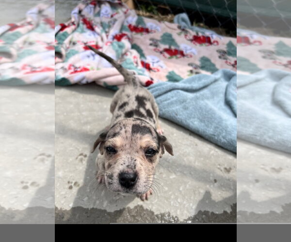 Medium Photo #3 Catahoula Leopard Dog-Unknown Mix Puppy For Sale in Tracy City, TN, USA
