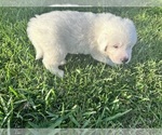 Small #6 Great Pyrenees-Newfoundland Mix