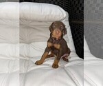 Small Photo #9 Doberman Pinscher Puppy For Sale in BUCKEYE, AZ, USA