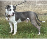 Small Photo #2 American Staffordshire Terrier Puppy For Sale in Glen Allen, VA, USA