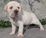 Puppy Callie Cocker-Pei