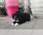 Small #3 Shih-Poo