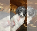 Puppy Jingle Belle Poodle (Standard)