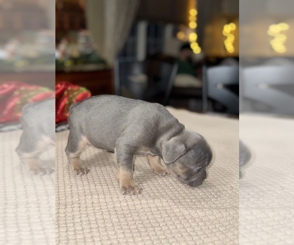 Medium Photo #61 French Bulldog Puppy For Sale in HILTON, NY, USA