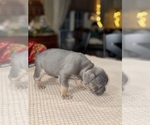 Small Photo #8 French Bulldog Puppy For Sale in HILTON, NY, USA
