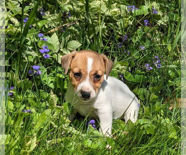 Medium Photo #1 Jack Russell Terrier Puppy For Sale in SANDOWN, NH, USA