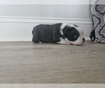 Small Photo #7 Boston Terrier Puppy For Sale in JACKSONVILLE, FL, USA