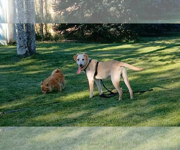 Medium Photo #3 Labrador Retriever-Unknown Mix Puppy For Sale in MIDWAY, UT, USA