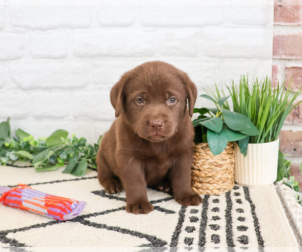 Medium Photo #10 Labrador Retriever Puppy For Sale in SYRACUSE, IN, USA