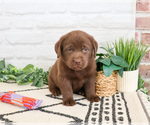 Small #9 Labrador Retriever
