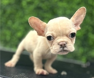 French Bulldog Puppy for sale in LAS VEGAS, NV, USA