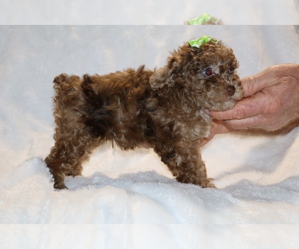 Medium Photo #13 Poodle (Toy) Puppy For Sale in DYERSBURG, TN, USA