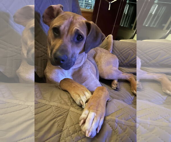 Medium Photo #7 Black Mouth Cur Puppy For Sale in Lexington, SC, USA