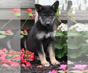 German Shepherd Dog-Siberian Husky Mix Puppy for sale in FREDERICKSBURG, OH, USA
