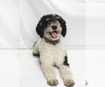 Small #1 Labradoodle