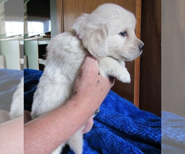 Medium Photo #95 English Cream Golden Retriever Puppy For Sale in NORTHWOOD, OH, USA