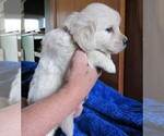 Small #94 English Cream Golden Retriever