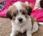 Puppy 2 Shih-Poo