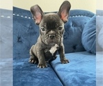 Small Photo #5 French Bulldog Puppy For Sale in INDIANAPOLIS, IN, USA