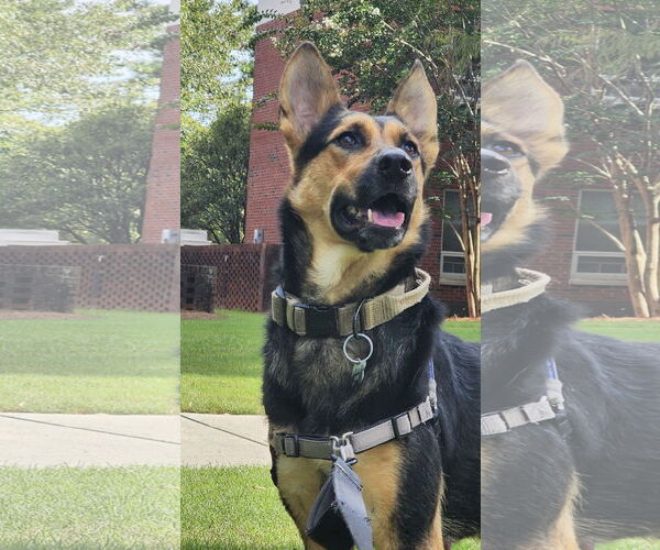 Medium Photo #3 German Shepherd Dog-Unknown Mix Puppy For Sale in Rocky Point, NC, USA