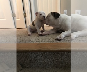 American Bulldog Puppy for sale in THOMPSONS STATION, TN, USA